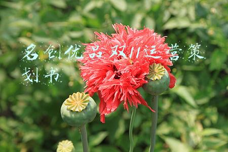 名创优品双11运营策划书