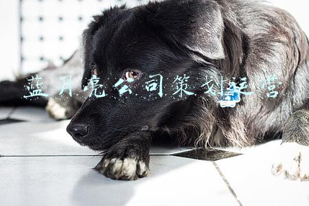 蓝月亮公司策划运营
