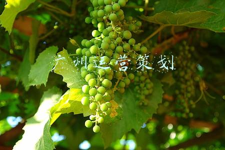 广州运营策划