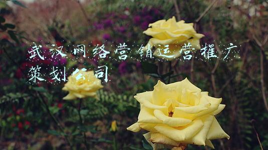 武汉网络营销(武汉上市企业福禄网络启动“百舸助流”计划，三大引擎赋能行业上下游)