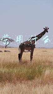 粉丝运营用什么自媒体