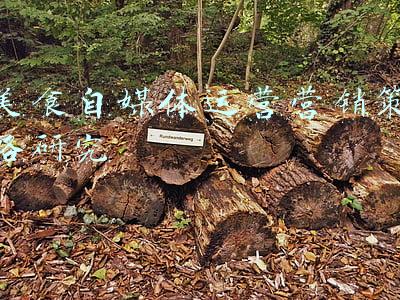 美食自媒体运营营销策略研究