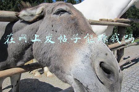 怎样发帖子到网上(互联网内推火爆！居然变成了生意！有人能够年入百万)