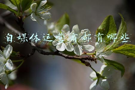 自媒体运营商都有哪些