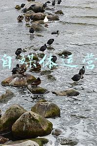 视频自媒体运营指数