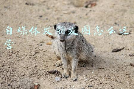 自媒体发朋友圈怎么运营