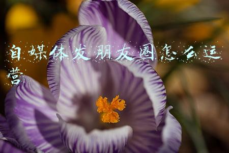 自媒体发朋友圈怎么运营