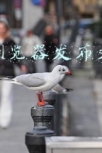 浏览器发文章赚多少钱(一个普通上班族的逆袭：每日读书写作，稿费月入过万)