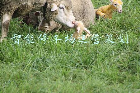 智能停车场运营策划