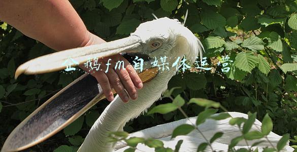 企鹅fm自媒体运营