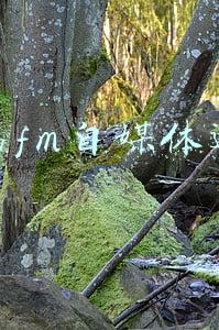 企鹅fm自媒体运营