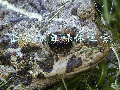 企鹅fm自媒体运营 企鹅fm自媒体运营