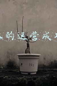 自媒体的运营成功案例