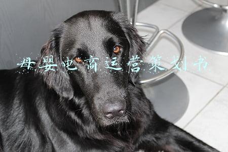 母婴电商运营策划书