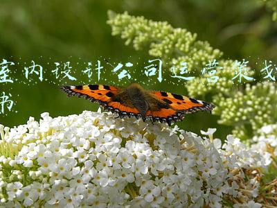 室内设计公司运营策划书