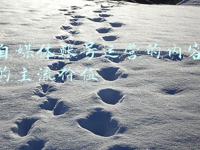 自媒体账号运营的内容的主流价值