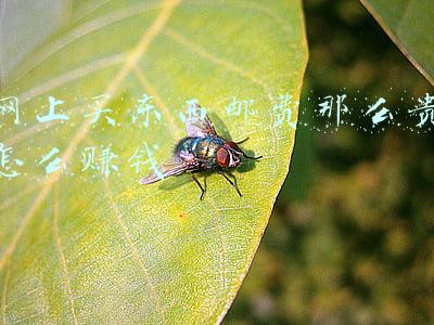 网上买东西邮费那么贵怎么赚钱