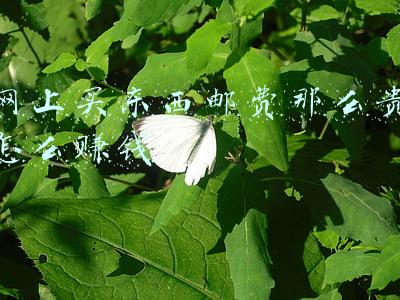 网上买东西邮费那么贵怎么赚钱