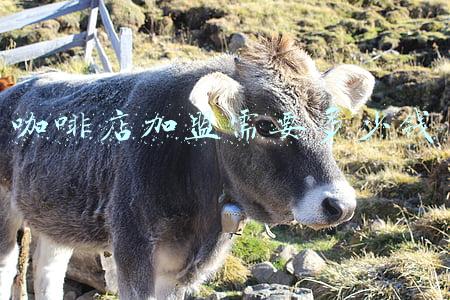 咖啡店加盟预算；咖啡店加盟大概多少钱
