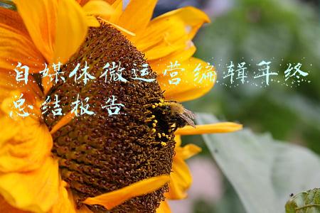 微信公众号运营工作总结(少了6万员工、200亿现金，俞敏洪和新东方路在何方？)