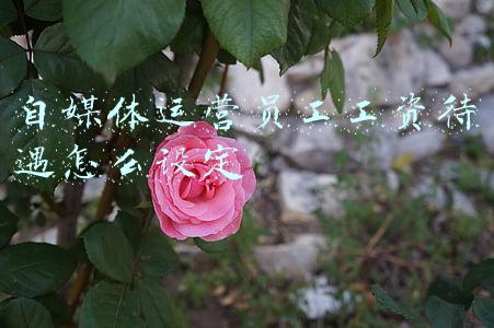 平台给自媒体的工资从哪来(一年能赚几千元，写小说做自媒体的注意，稿酬一定要这样收)