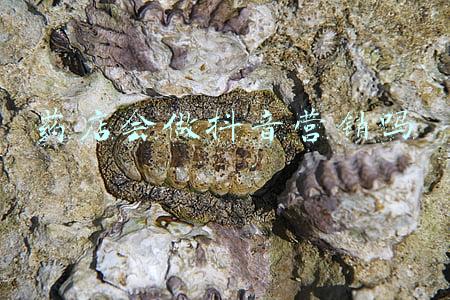 药店会做抖音营销吗
