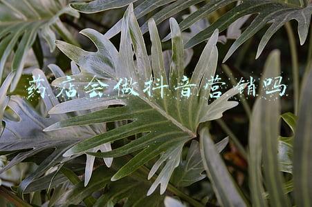 药店会做抖音营销吗