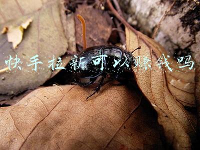 快手拉新可以赚钱吗