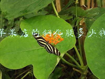 苹果钢化膜多少钱一个:苹果钢化膜多少钱