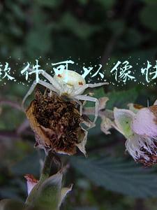 什么软件可以像快手赚钱