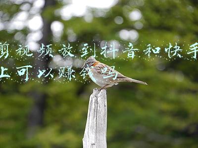如何把视频放到ppt里(「PPT技巧」别再到处找录屏工具了，教你用PPT录制1080P视频)