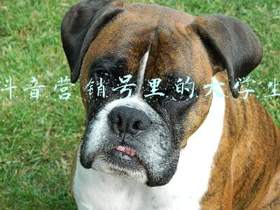 抖音营销号恋爱有哪些(这届年轻人的恋爱败局，从抖音开始)