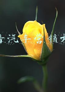 抖音汽车营销大赛
