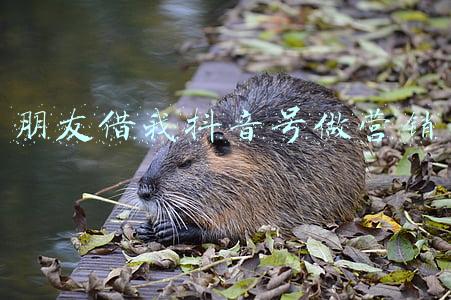抖音平台上的营销号有哪些用户(8月「头条号图文内容营销价值排行榜」公布，120位作者首次上榜)