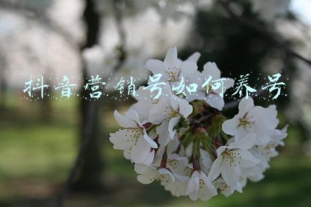 抖音营销号如何养号