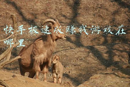 快手极速版赚钱游戏在哪里