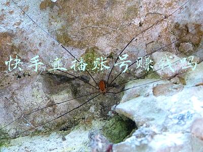 快手直播账号赚钱吗