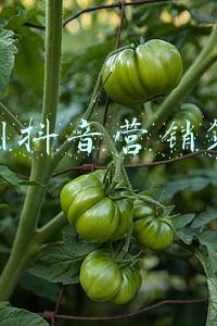 抖音平台营销策略(海外抖音TikTok网红营销指南)