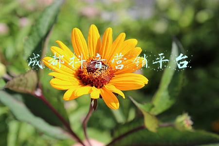 成都抖音营销平台