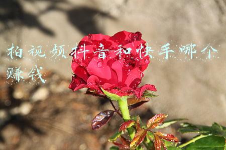 拍视频抖音和快手哪个赚钱