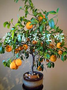 抖音营销课程哪些好