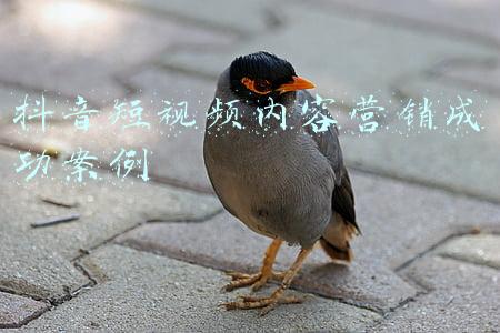 抖音短视频内容营销成功案例