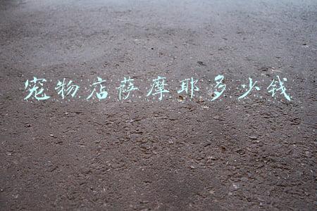 狗狗萨摩耶多少钱一只:卖狗网萨摩耶一只多少钱