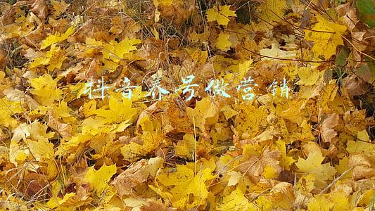 抖音养号做营销