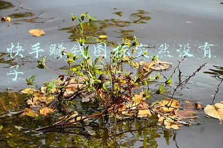 快手赚钱的图标怎么找不到了(寻子的528天)