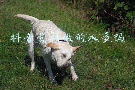 抖音推广好做吗(运营抖音很难吗？启明学院来支招)