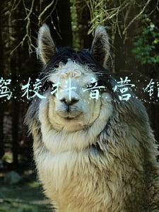 驾校抖音营销