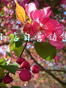 抖音小店数据分析(数据丨不到3000家小店，贡献了抖音电商GMV的1/3以上)