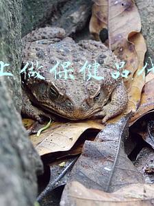 快手上做保健品代购咋赚钱