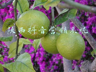 抖音网络营销(深度｜梦想DOU进现实，细数奢侈品牌抖音营销新思路)